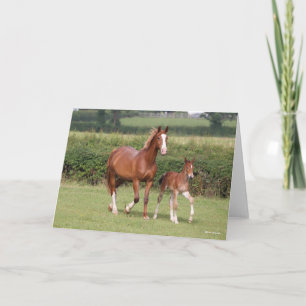Tarjeta Warmblood Mare y Foal Caminando Juntos