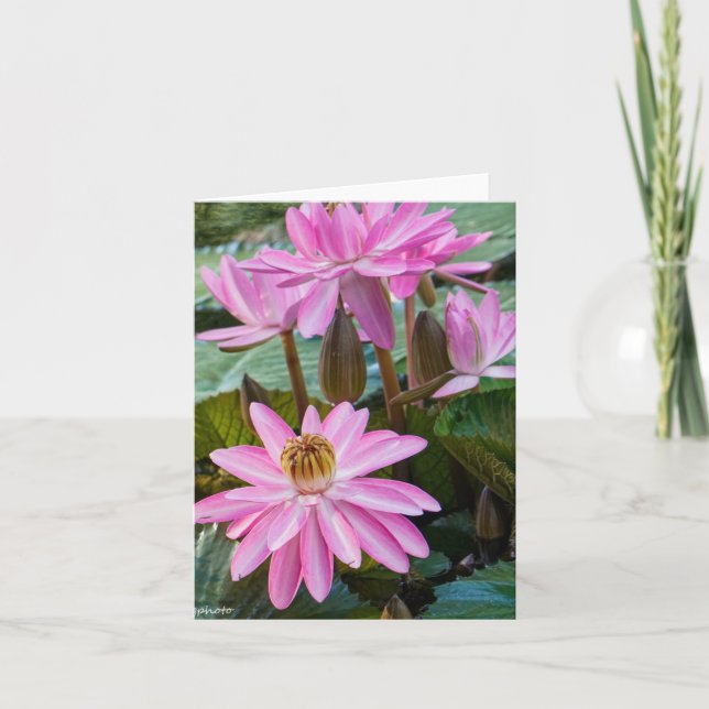 Tarjeta Water Lily Beauty (Anverso)