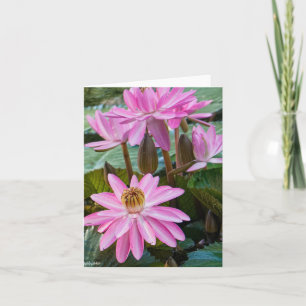Tarjeta Water Lily Beauty