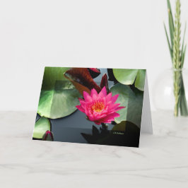Tarjeta Waterlily Rosa III