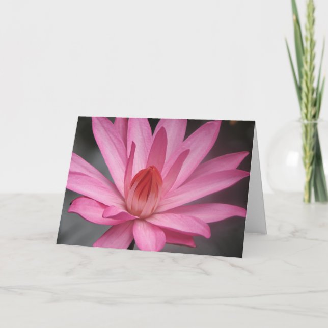 Tarjeta Waterlily rosado (Anverso)