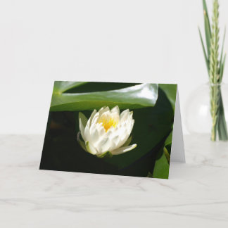 Tarjeta Waterlily sublime