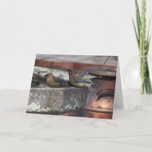 Tarjeta Waxwings de cedro y Birdbath