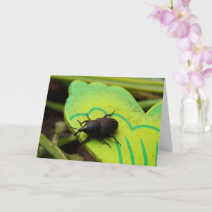 Tarjeta Weevil, escarabajos, Curculionoidea, Bug