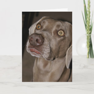 Tarjeta Weimaraner atento