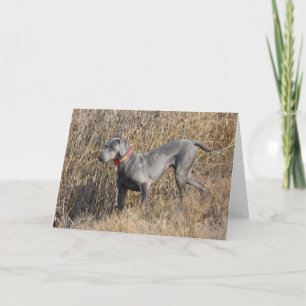 Tarjeta Weimaraner azul en un campo