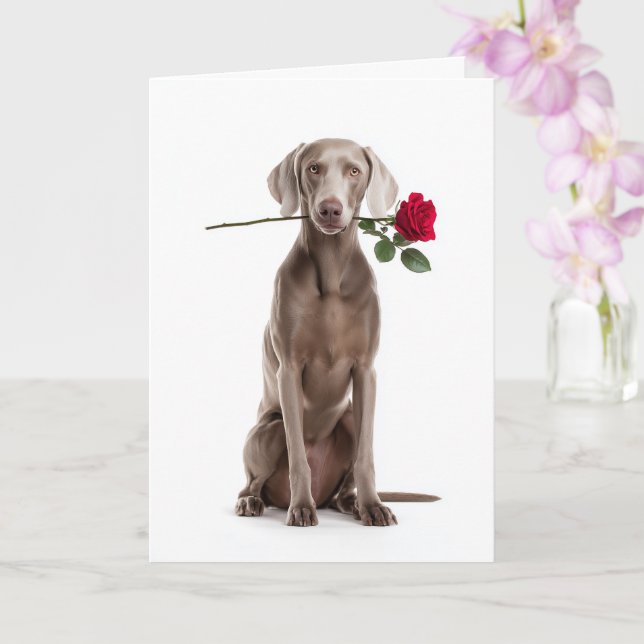 Tarjeta Weimaraner de San Valentín – Devoción Elegante (Orquídea)