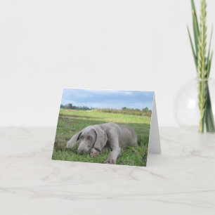 Tarjeta Weimaraner Puppy Notecard