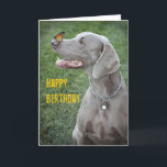 Tarjeta Weimaraner y Mariposa<br><div class="desc">una mariposa monarca sorprende al Perro Azul,  el Weimaraner,  en esta tarjeta de cumpleaños.</div>