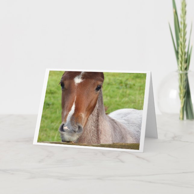 Tarjeta Welsh cob foal horse card (Anverso)