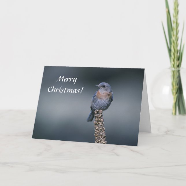 Tarjeta / Western Bluebird / Feliz Navidad! (Anverso)