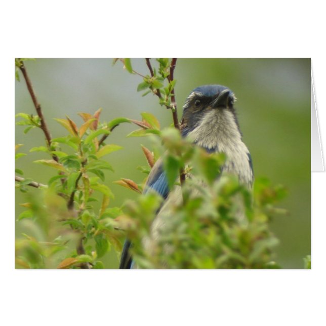 Tarjeta Western Scrub-Jay (Anverso (Horizontal))