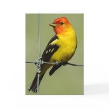 Western Tanager Notecard