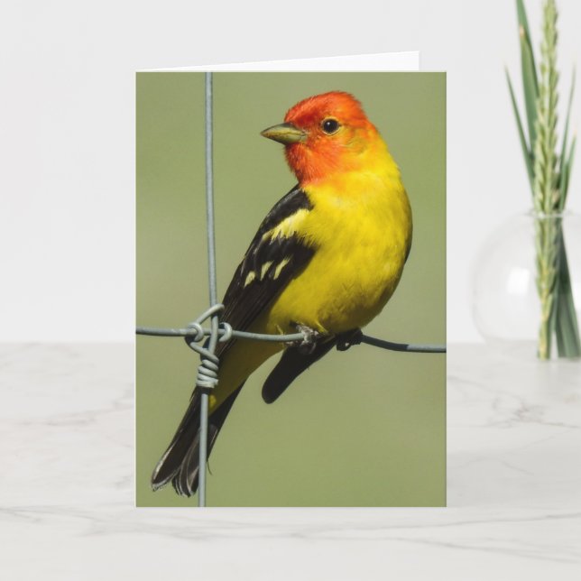 Tarjeta Western Tanager Notecard (Anverso)