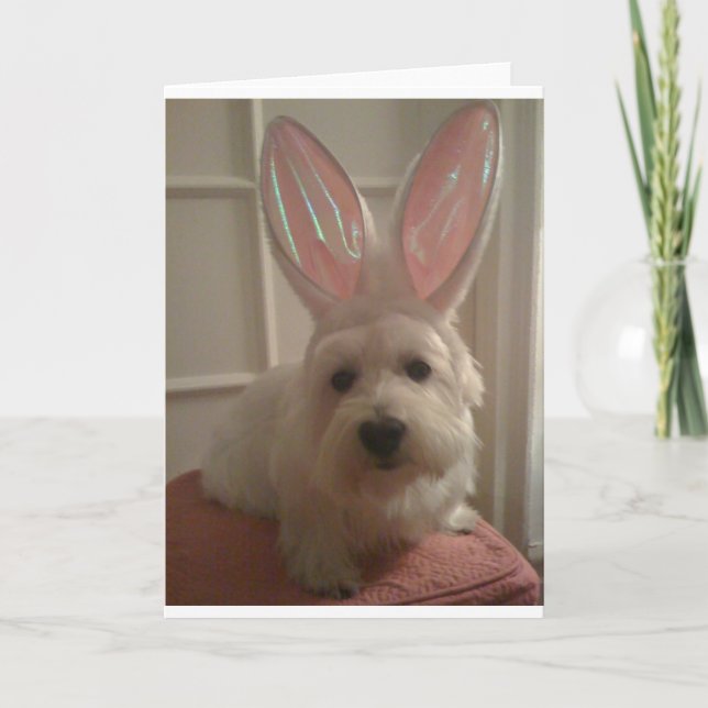 Tarjeta Westhighland Bunny (Anverso)
