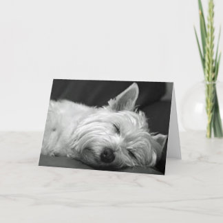 Tarjeta Westie Dormido