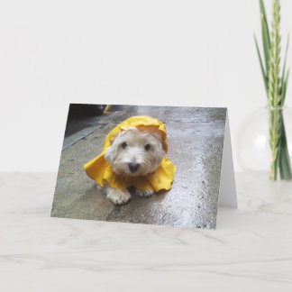 Tarjeta ¡Westie en mac amarillo de la lluvia!