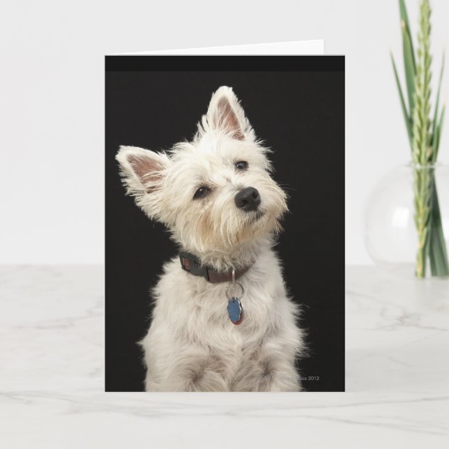 Tarjeta Westie (terrier del oeste de la montaña) con el (Anverso)