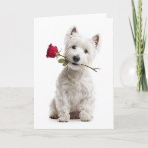 Tarjeta Westie Valentine – Amor Brillante y Devoción