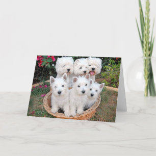 Tarjeta Westies en una cesta