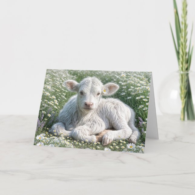 Tarjeta White Scotland Highland Calf Birthday (Anverso)