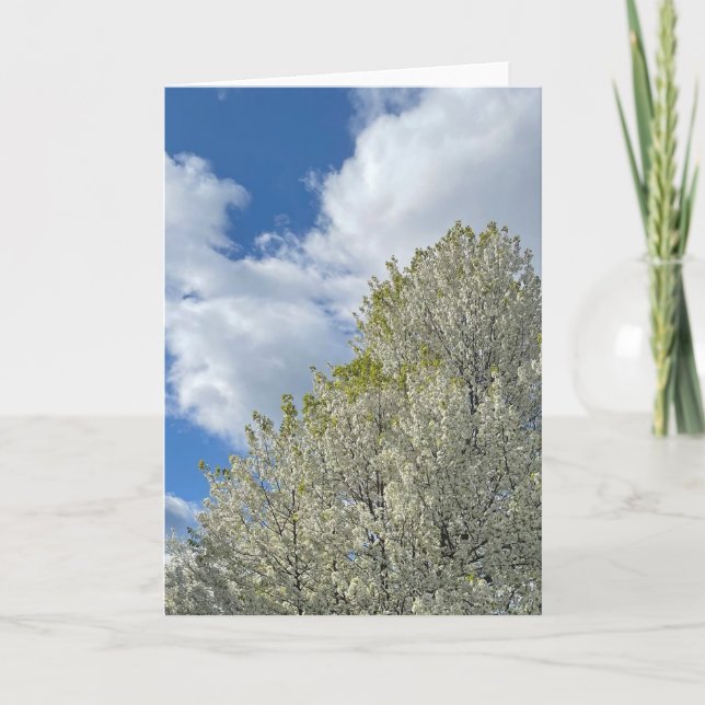Tarjeta White Tree Blue Sky Clouds Photo (Anverso)