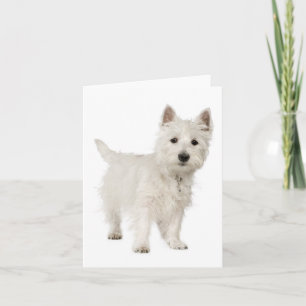 Tarjeta White West Highland Terrier Perro cachorro Hola Am