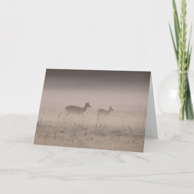 Tarjeta Whitetailed Deer - Quiet Winter Morning  (Anverso)