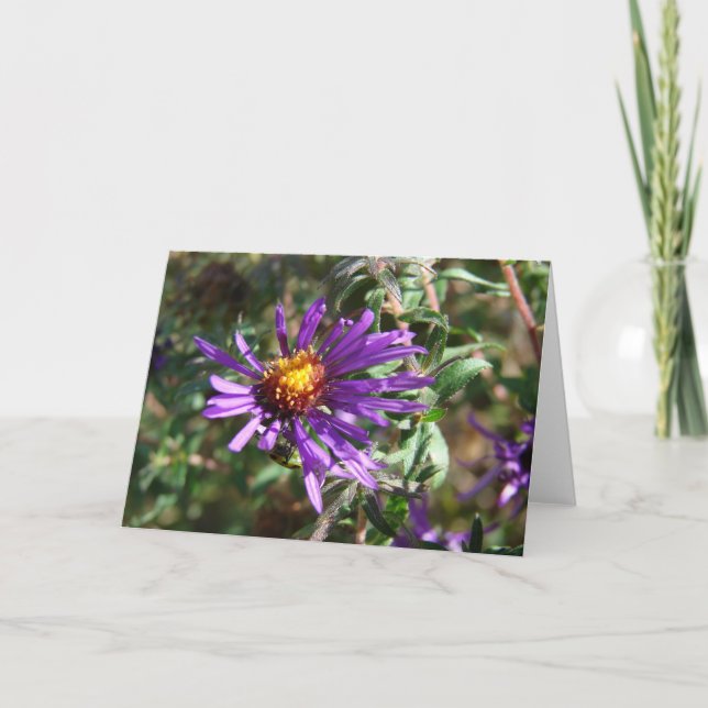 Tarjeta Wild Aster (Anverso)