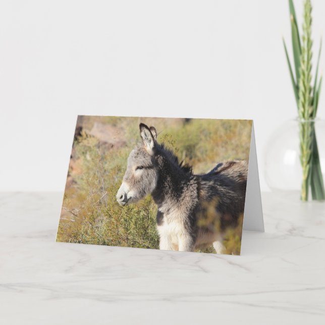 Tarjeta Wild Burro Greeting (Anverso)