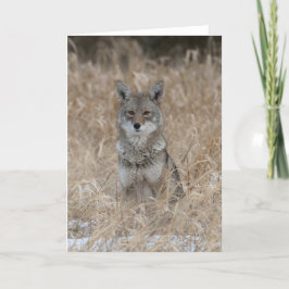 Tarjeta Wild Coyote Gracias