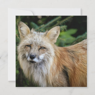 Tarjeta Wild Fox