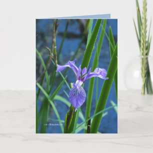 Tarjeta Wild Iris