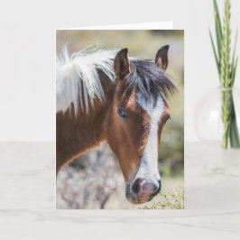 Tarjeta Wild Pinto Filly