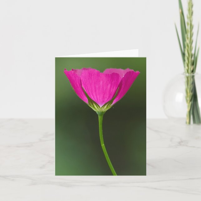 Tarjeta Wildflower Notecards de Winecup (Anverso)