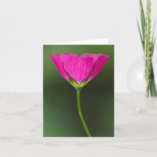 Tarjeta Wildflower Notecards de Winecup