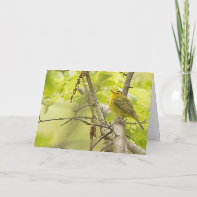 Tarjeta Wilsons Warbler en Spring Tree Blank Note Card (Anverso)