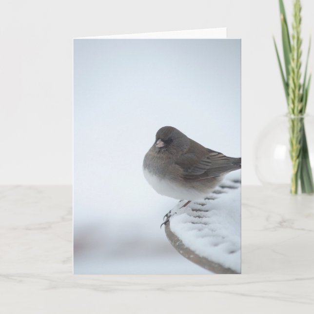 Tarjeta Winter Junco (Anverso)