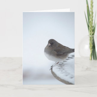 Tarjeta Winter Junco