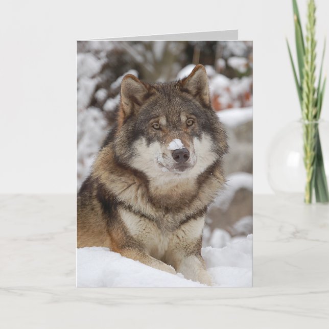 Tarjeta Winter Wolf (Anverso)