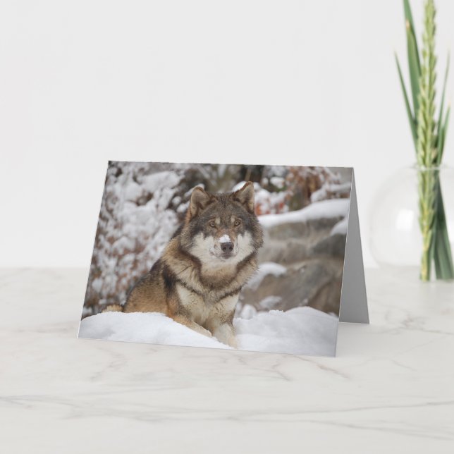 Tarjeta Winter Wolf (Anverso)