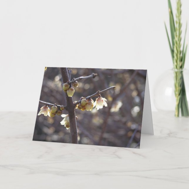 Tarjeta Winterdulce (Chimonanthus praecox) (Anverso)