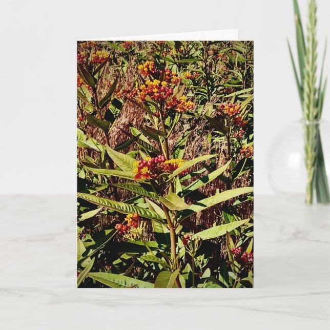 Tarjeta Wisconsin Red Wildflower (Anverso)
