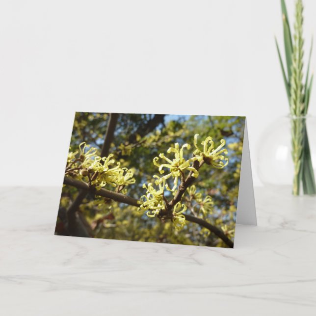 Tarjeta Witch Hazel Flowers (Anverso)