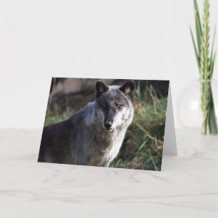 Tarjeta Wolf Photo Closeup Notecard