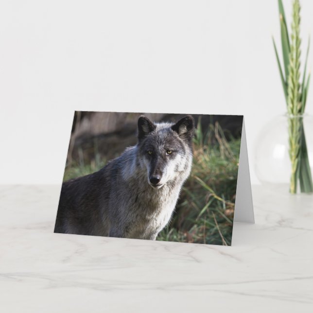 Tarjeta Wolf Photo Closeup Notecard (Anverso)