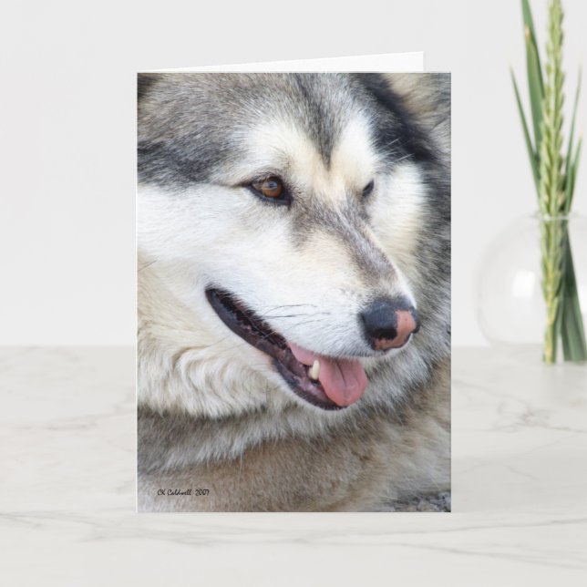 Tarjeta Wolf Portrait (Anverso)