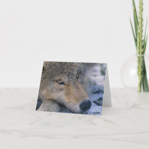 Tarjeta Wolf_pup_closeup