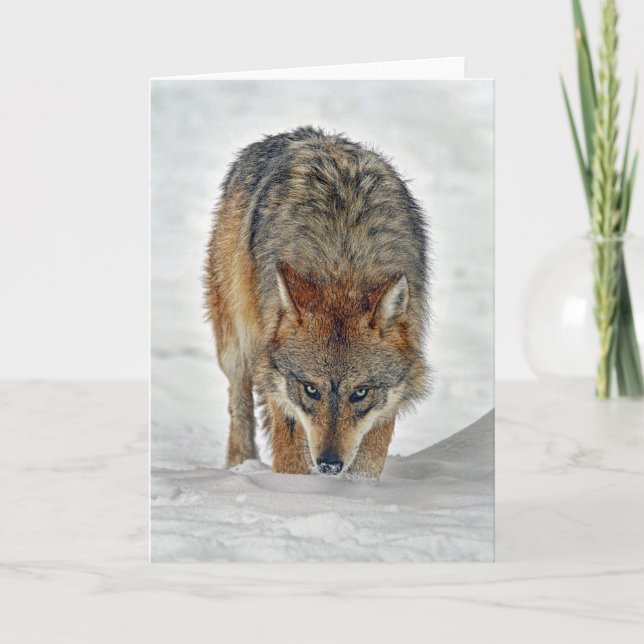 Tarjeta Wolf Stalking (Anverso)