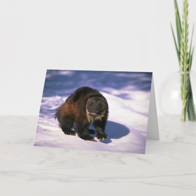 Tarjeta Wolverine en nieve (Anverso)